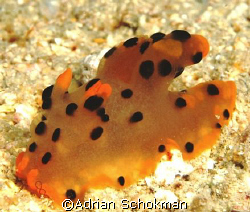 Underwater Pikachu (Japanesse Animated Series).. Perhenti... by Adrian Schokman 